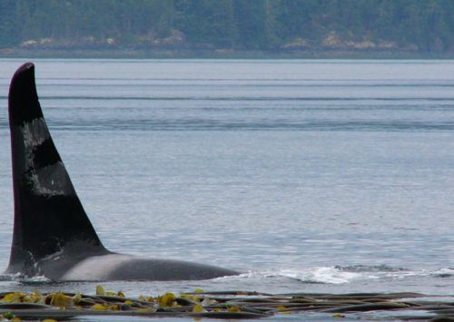 Imagine Orcas Island Reviews Imagine Orcas Island Reviews