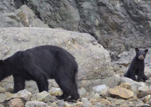 Kayak British Columbia Home To Killer Whales And Bears