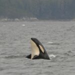 orca whale spyhopping in johnstone strait bc