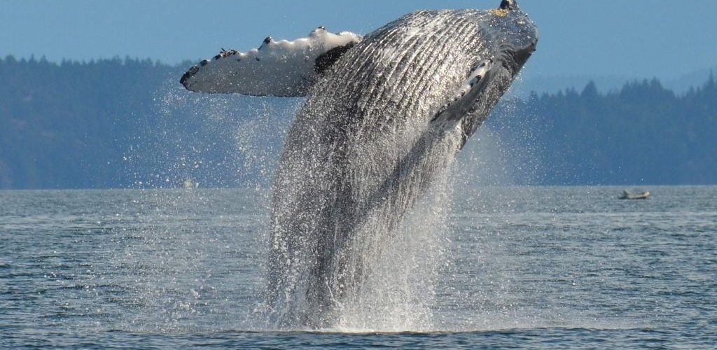 Whales Wildlife and Wilderness Kayaking Trip 5 Days & 4 Nights