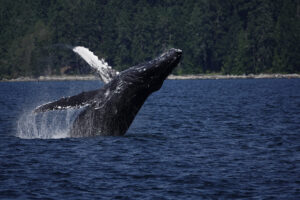a humpback whale breaching