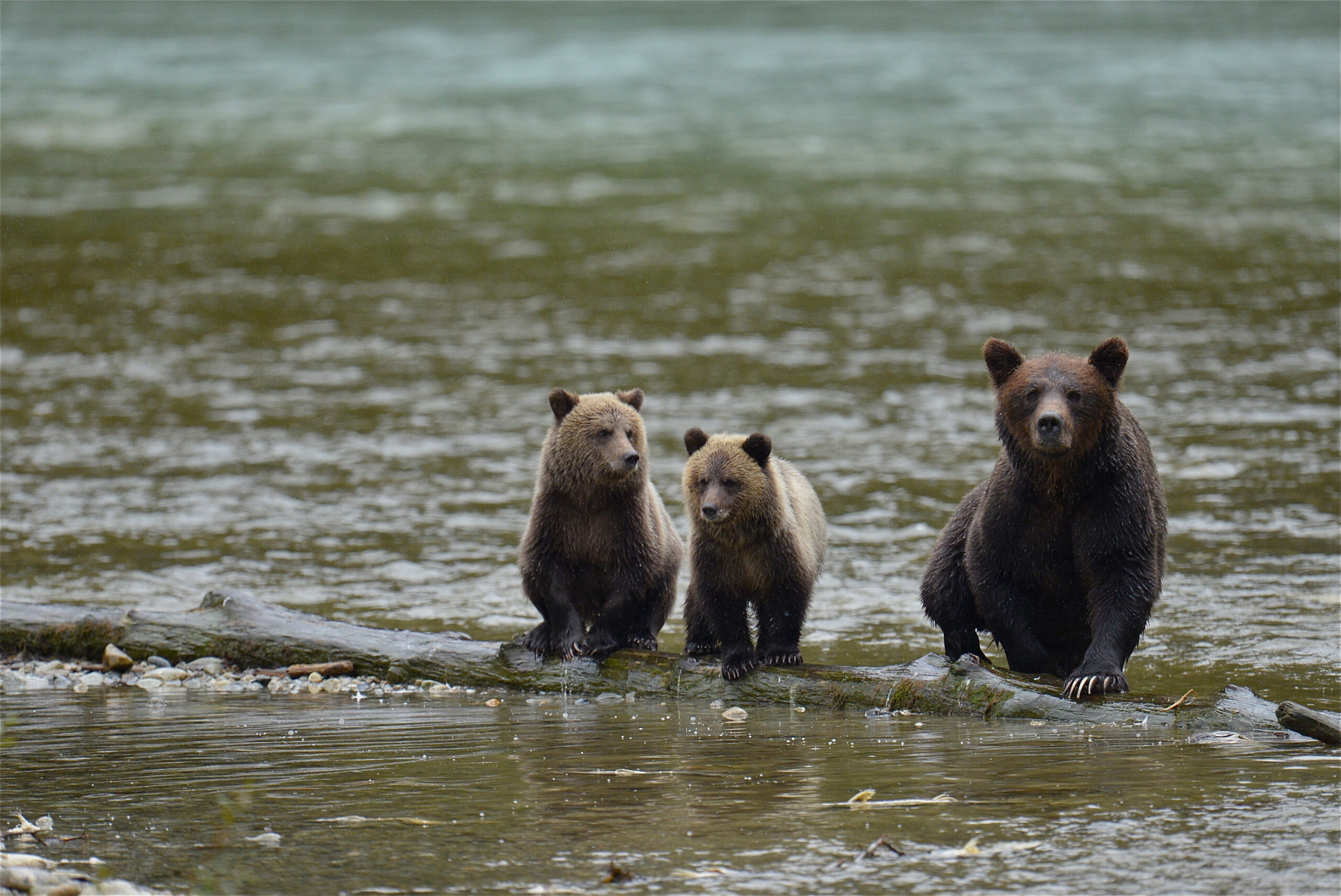 Grizzly bear mom with two cubs
